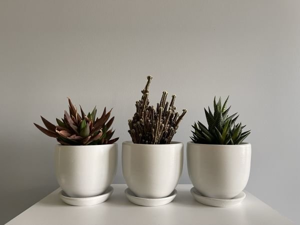 3lü Kaktüs Saksı Seti Tabaklı Beyaz Yükseklik 10cm Çap 12cm